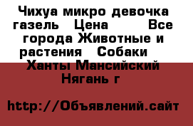 Чихуа микро девочка газель › Цена ­ 65 - Все города Животные и растения » Собаки   . Ханты-Мансийский,Нягань г.